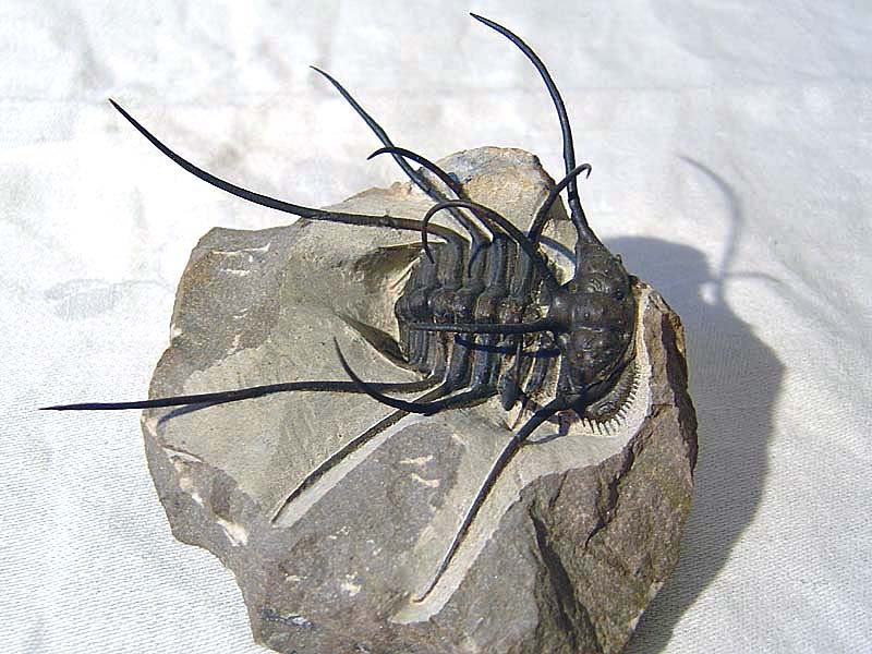 Ceratonurus sp.