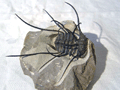 Ceratonurus sp.