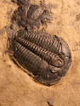 Elrathia kingii MEEK