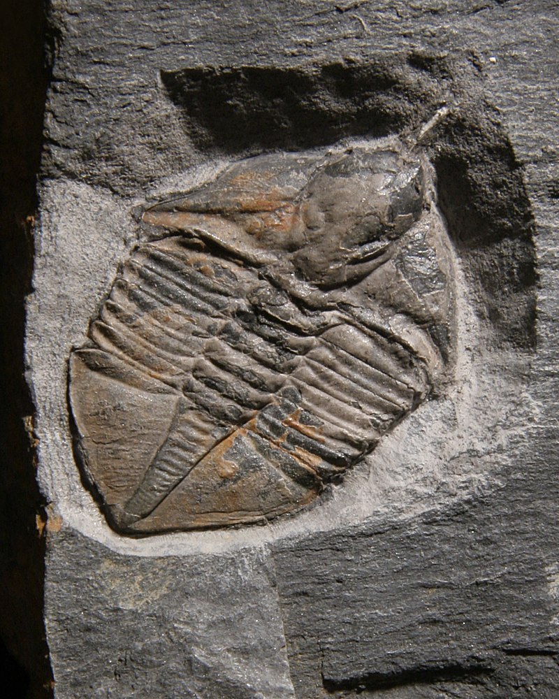 Amypx linleyensis WHITTARD, 1995