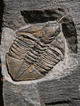 Ampyx linleyensis WHITTARD, 1955