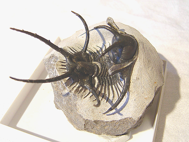 Ceratarges sp.