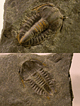 Vanuxemella nortia