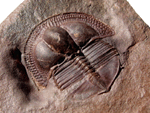 Brggerolithus brggeri BANCROFT, 1928b