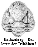 Kathwaia sp.