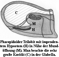 Phacopid