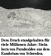 Paradoxides sp.