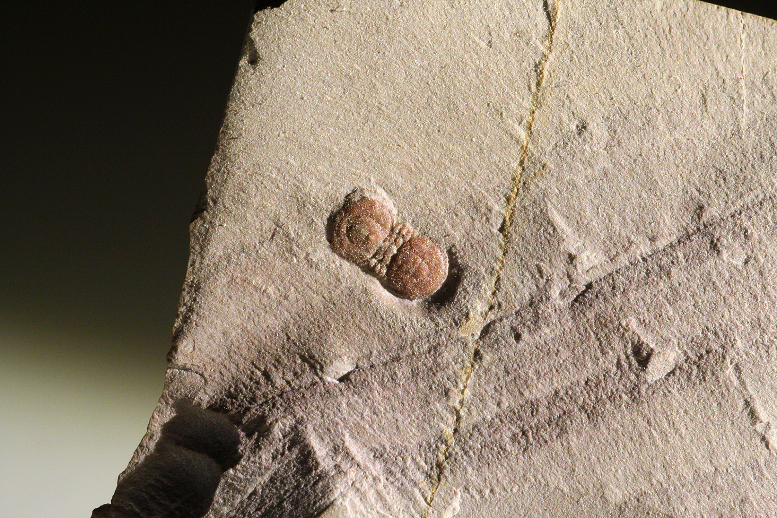 Peronopsis segmenta