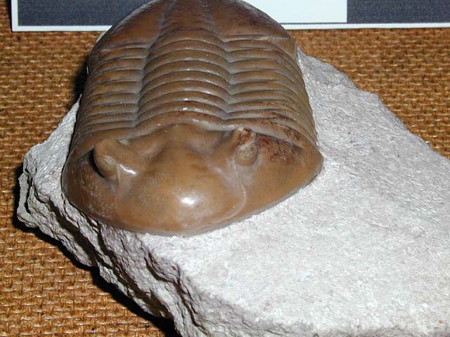 Asaphus lepidurus