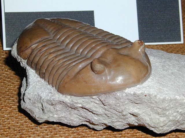 Asaphus lepidurus