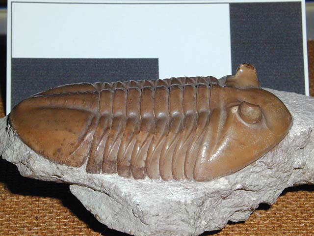 Asaphus lepidurus