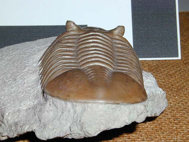 Asaphus lepidurus