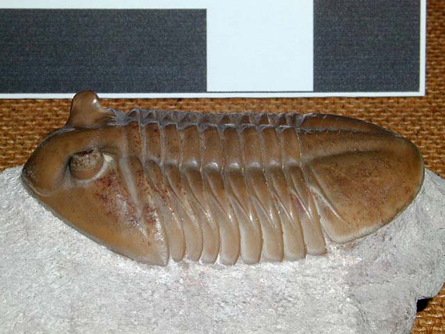 Asaphus lepidurus