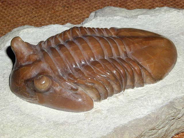 Asaphus cornutus