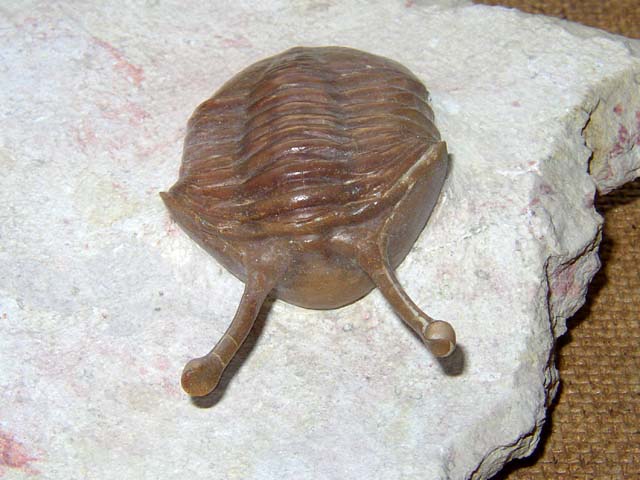 Asaphus kowalewskii