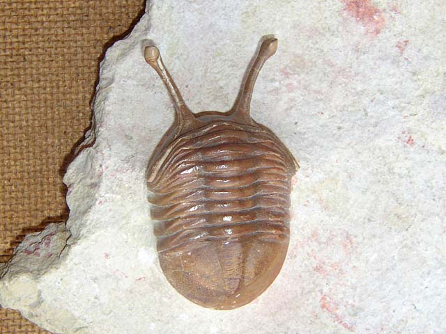 Asaphus kowalewskii