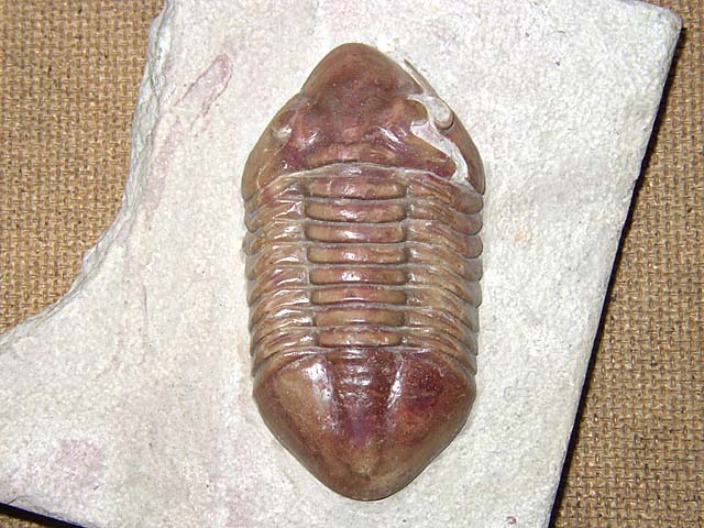 Xenasaphus (Delphasaphus) delphinus