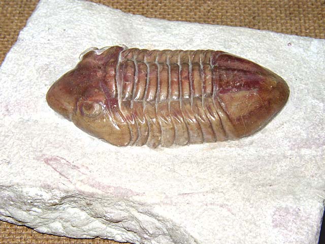 Xenasaphus (Delphasaphus) delphinus