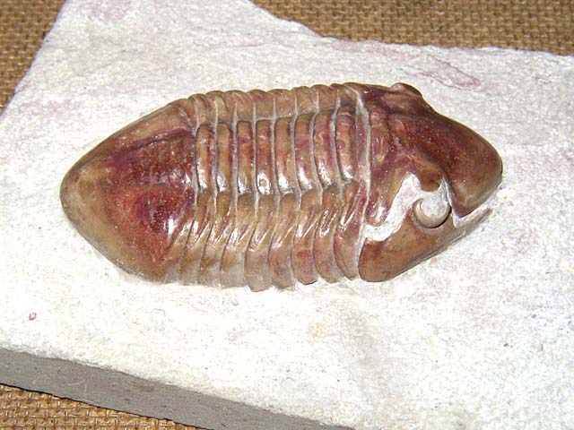 Xenasaphus (Delphasaphus) delphinus