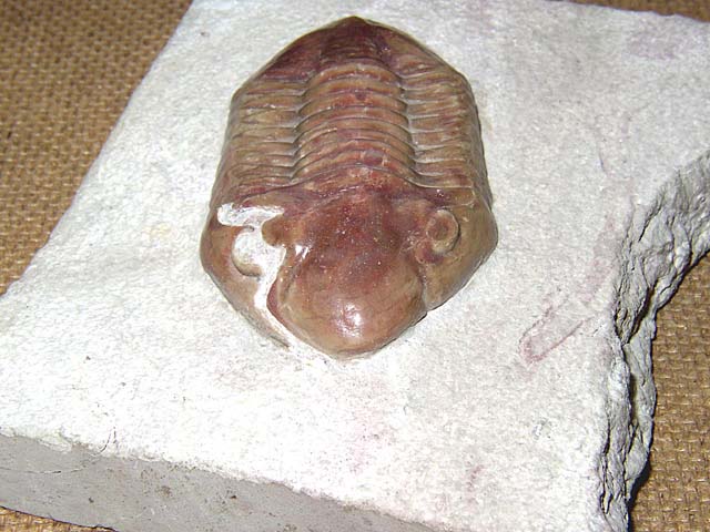 Xenasaphus (Delphasaphus) delphinus