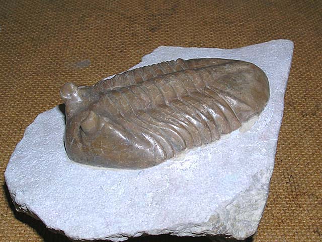 Asaphus kotlukovi