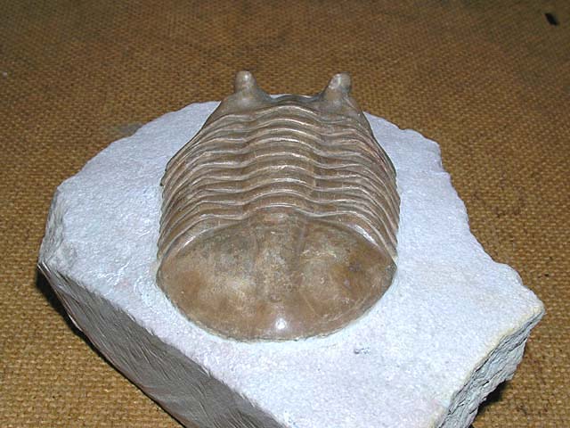 Asaphus kotlukovi
