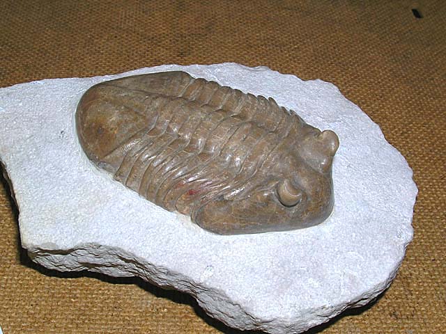 Asaphus kotlukovi