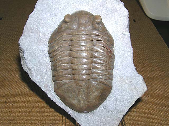 Asaphus kotlukovi