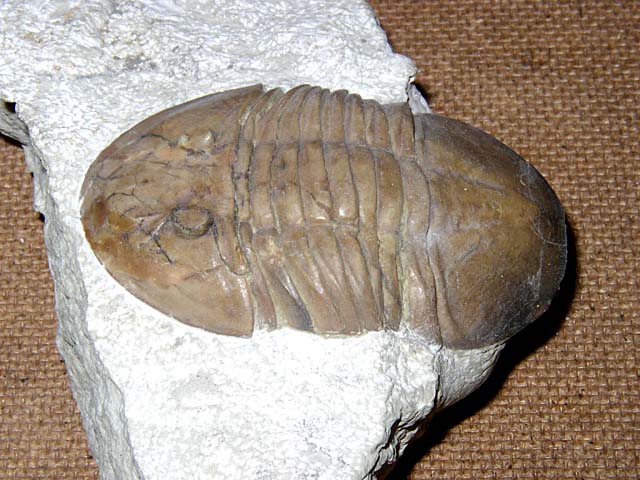 Metaptychopyge truncata