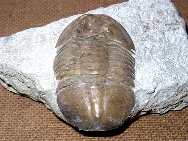 Metaptychopyge truncata