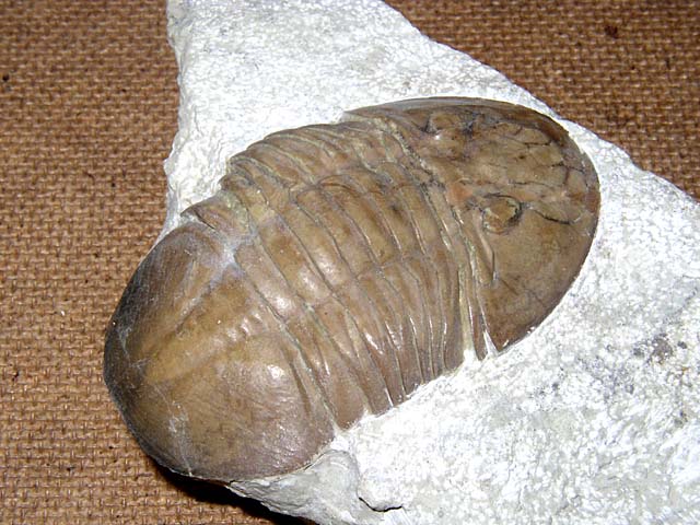 Metaptychopyge truncata