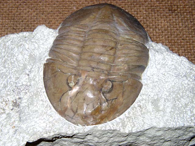 Metaptychopyge truncata