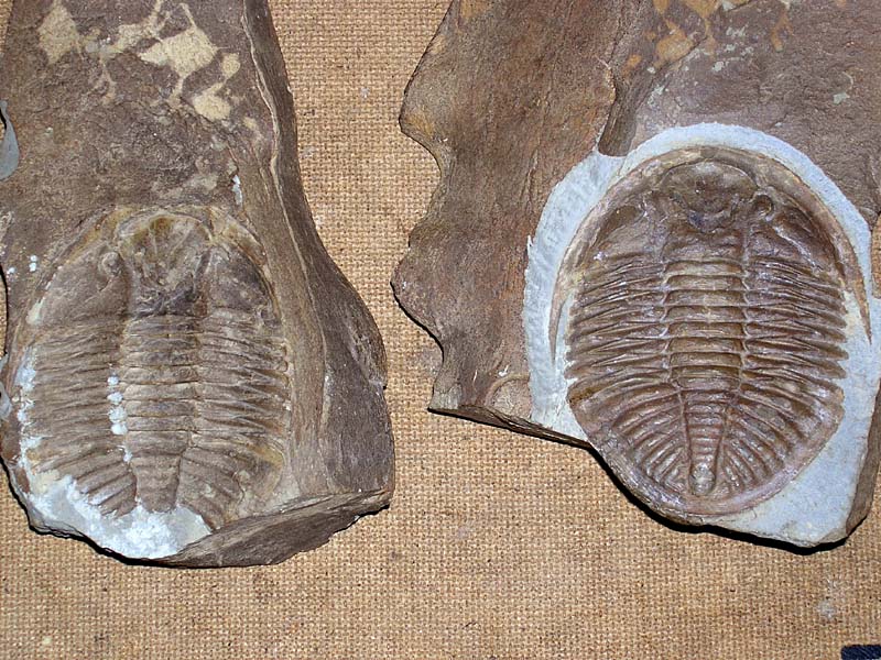 Ogyginus corndensis