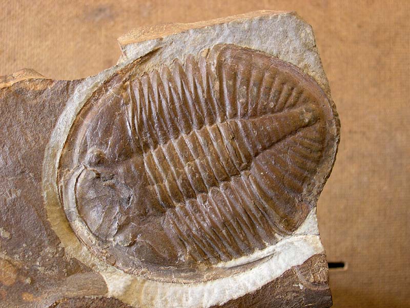 Ogyginus corndensis