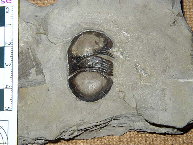 Bumastus ioxus