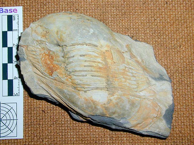 Ectillaenus giganteus