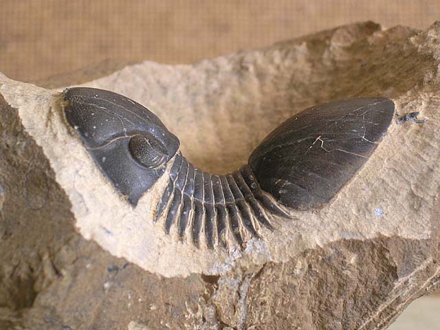 Paralejurus bohemicus