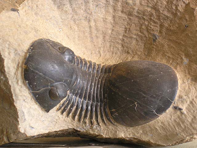 Paralejurus bohemicus