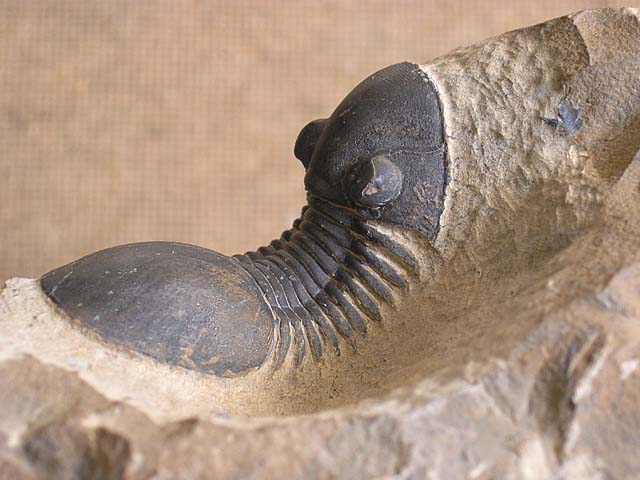 Paralejurus bohemicus