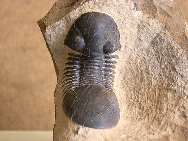 Paralejurus bohemicus