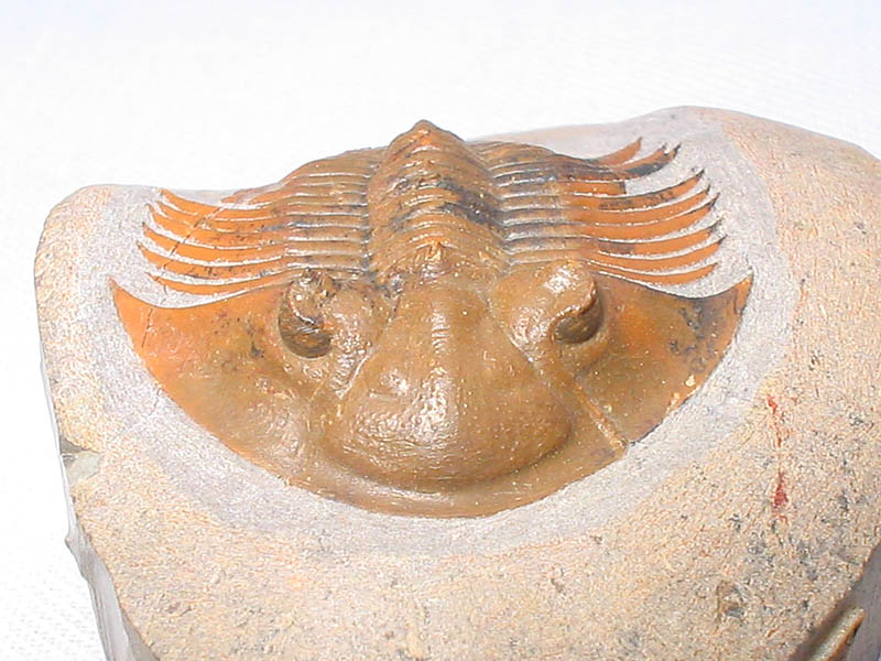 Platyscutellum cf. massai