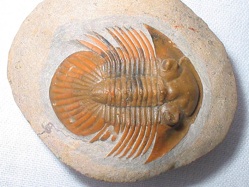 Platyscutellum cf. massai