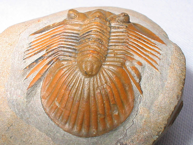 Platyscutellum cf. massai