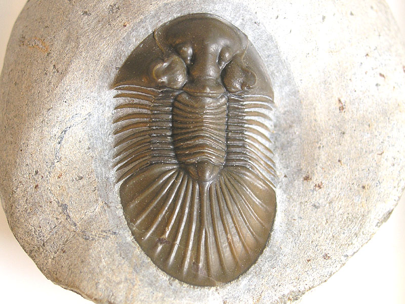 Scabriscutellum hammadi