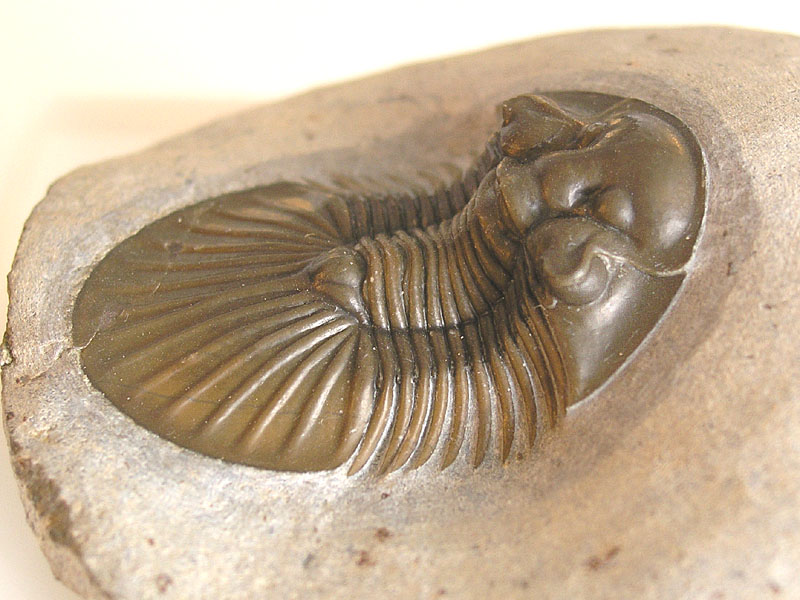 Scabriscutellum hammadi