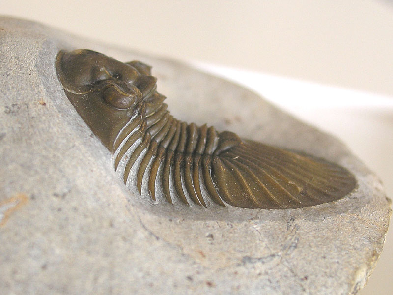 Scabriscutellum hammadi