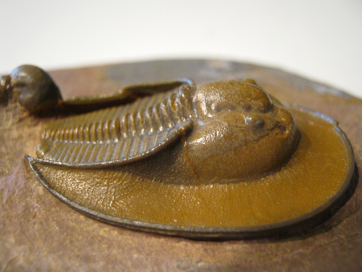 Harpes sp.