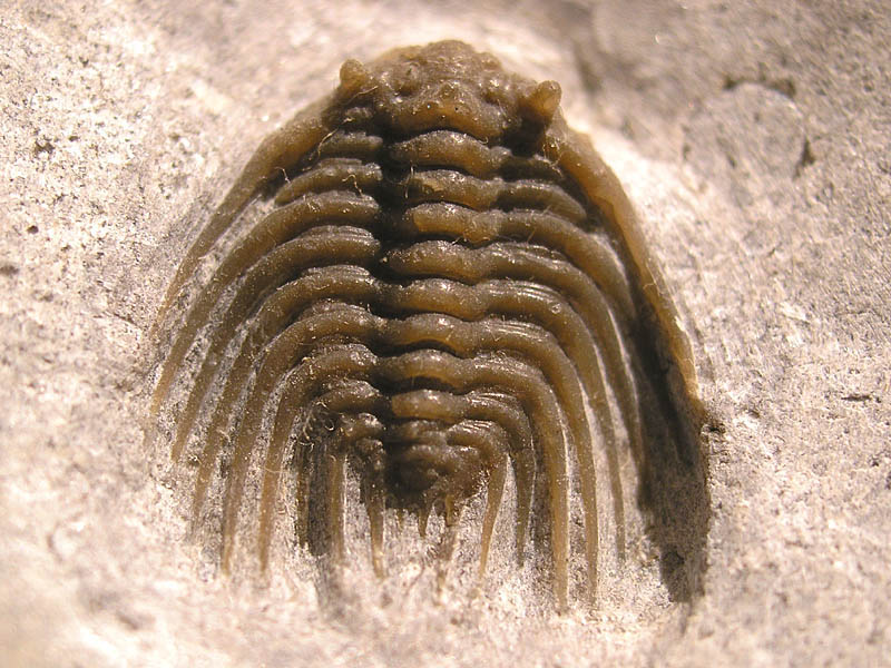 Kettneraspis angelini