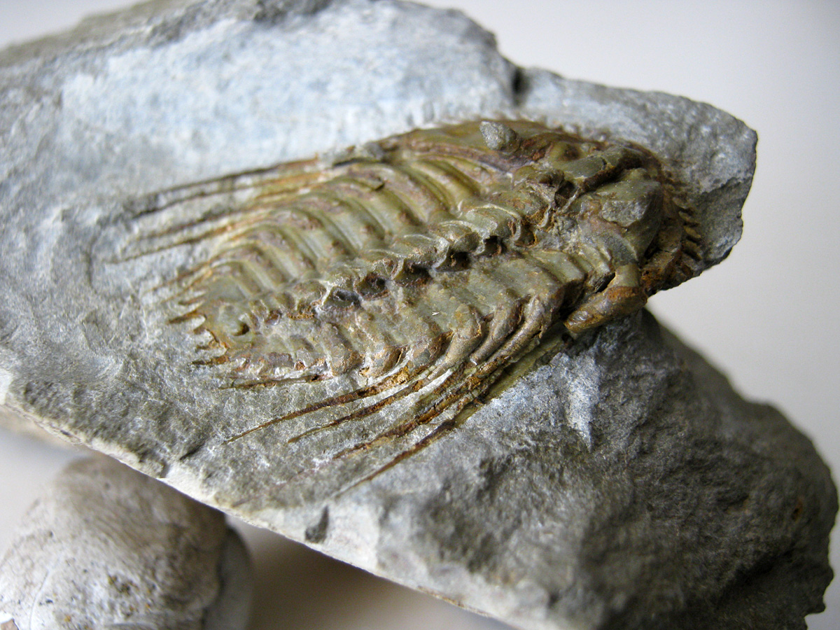 Kettneraspis seiberti BASSE, 2004