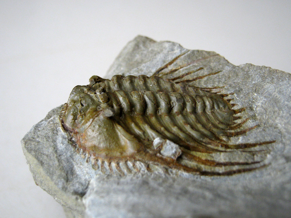 Kettneraspis seiberti BASSE, 2004